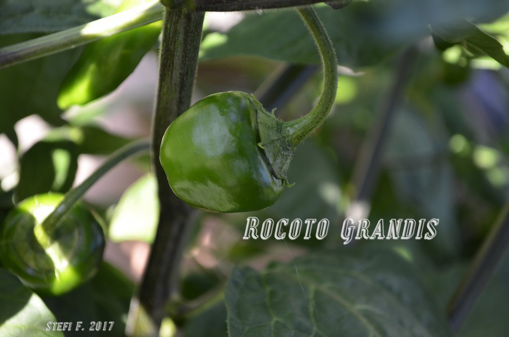 Rocoto Grandis