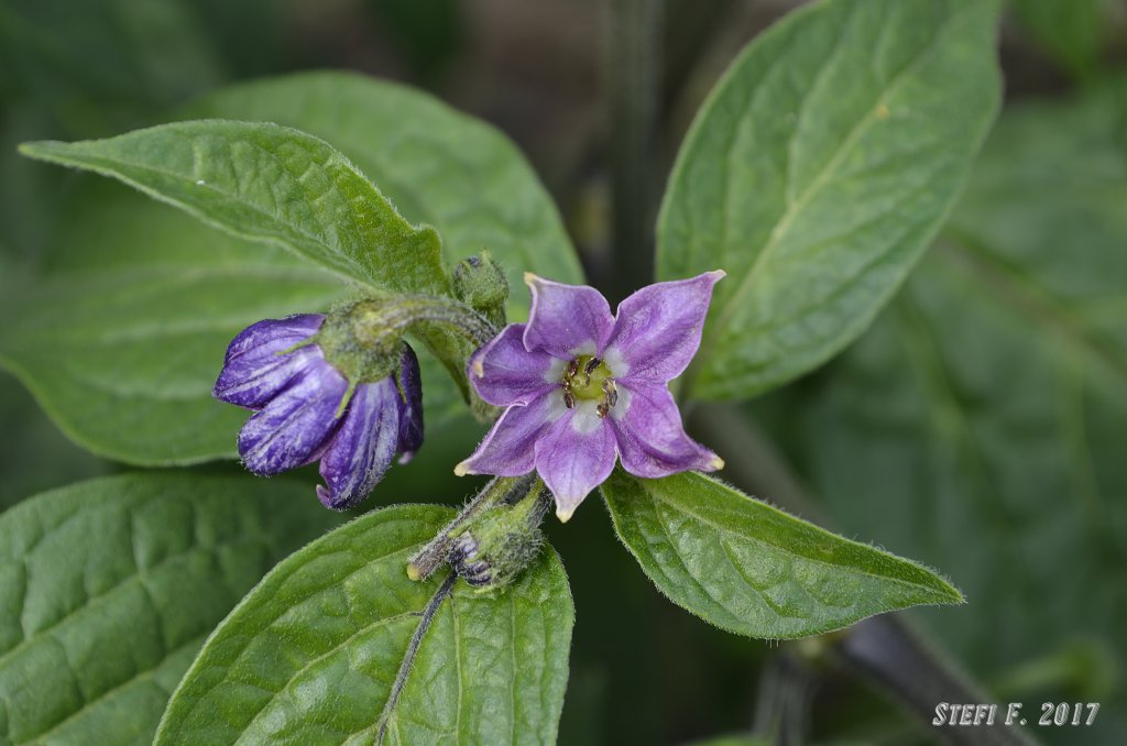 Rocoto Grandis