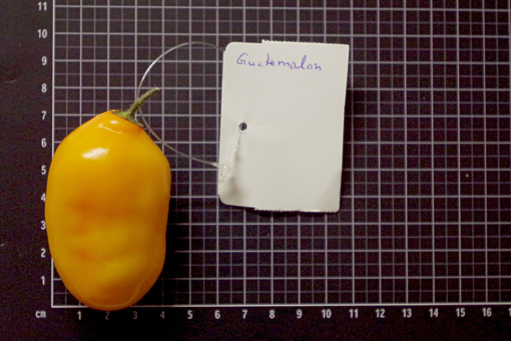 Rocoto Guatamalan Orange