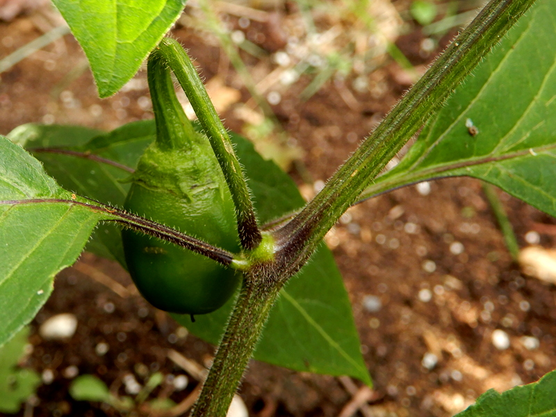 Rocoto Los Incas