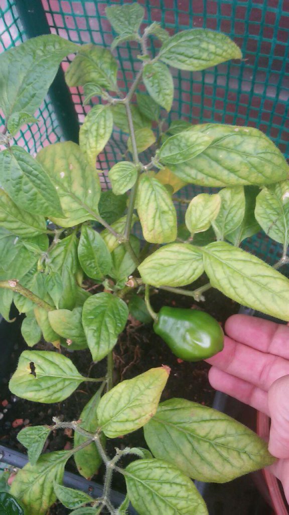 Rocoto Manzano Amarillo - Was hat sie?