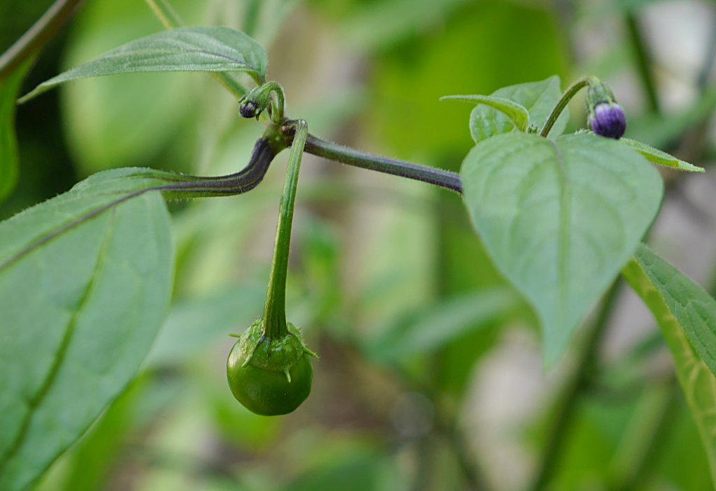 Rocoto Manzano Amarillo