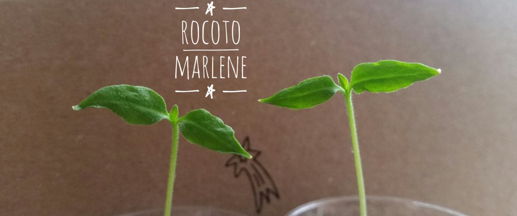 Rocoto Marlene 12/2017