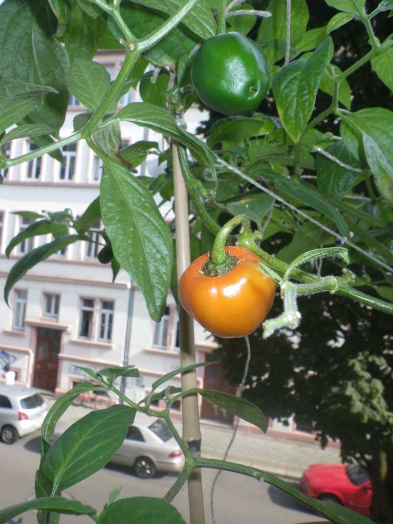 Rocoto Marlene  16.8.