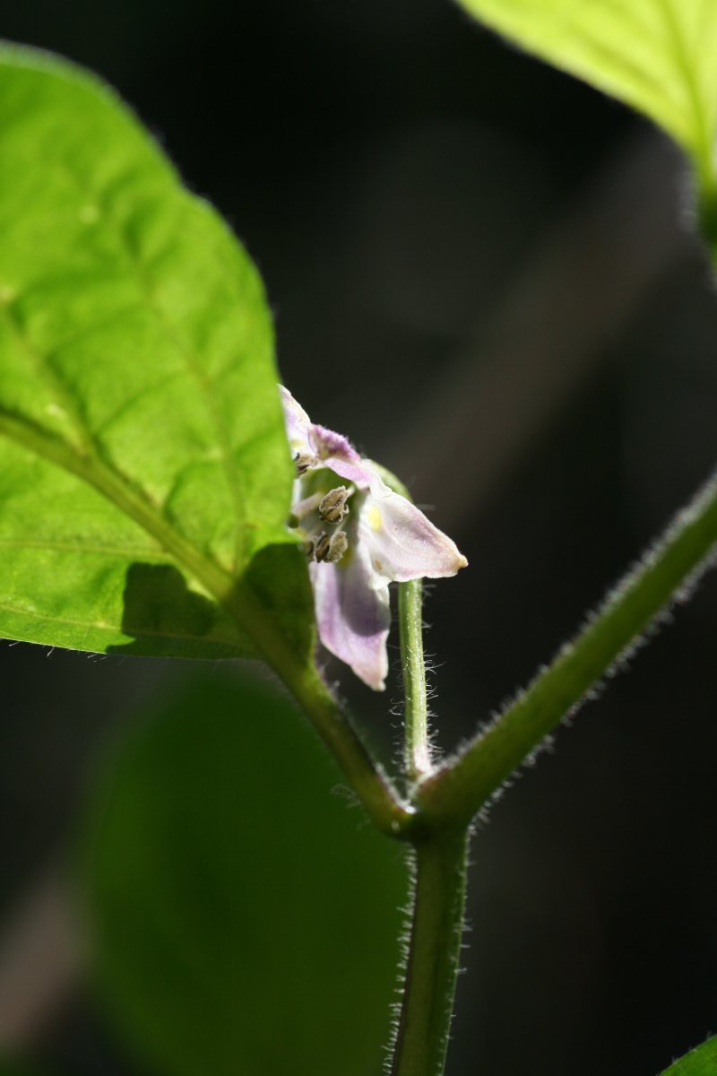 Rocoto Marlene 2.JPG