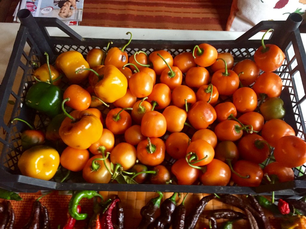 Rocoto Marlene IMG_1721