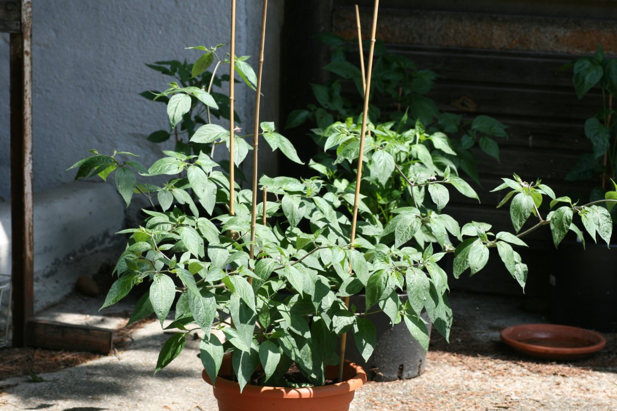 Rocoto Marlene.JPG