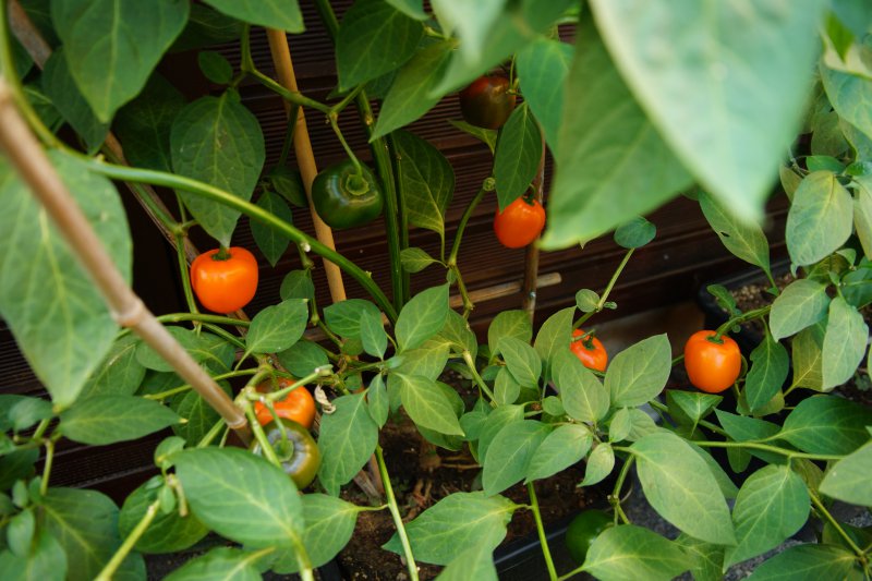 Rocoto Marlene