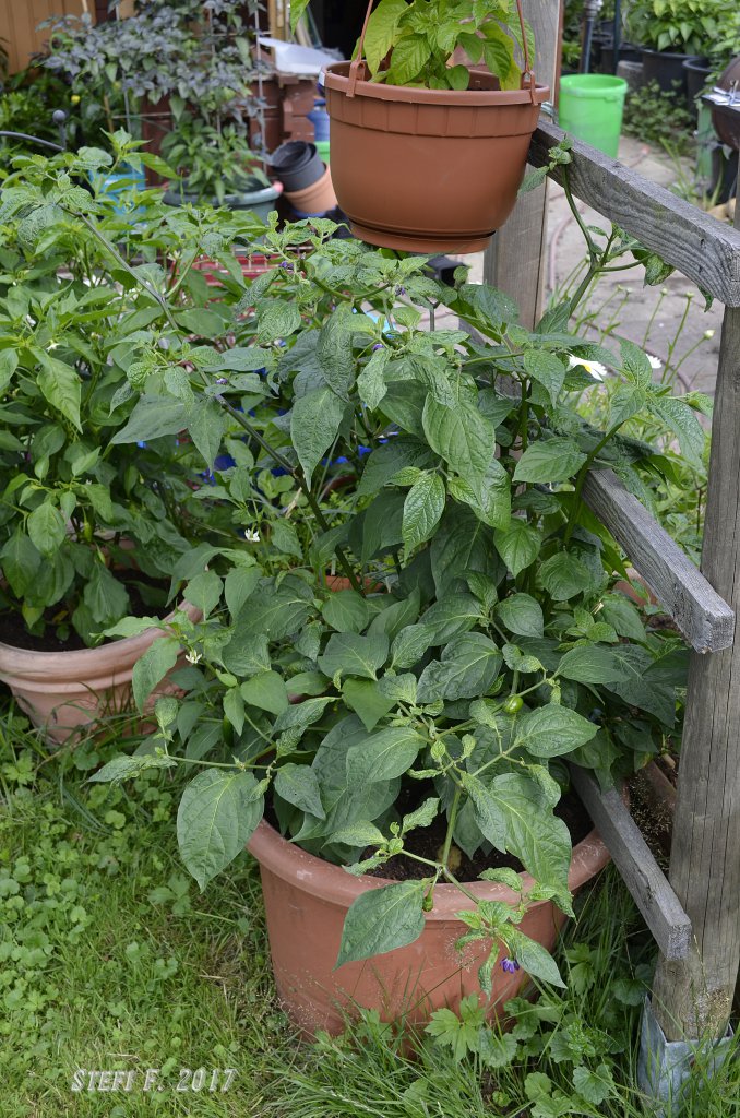 Rocoto Marlene