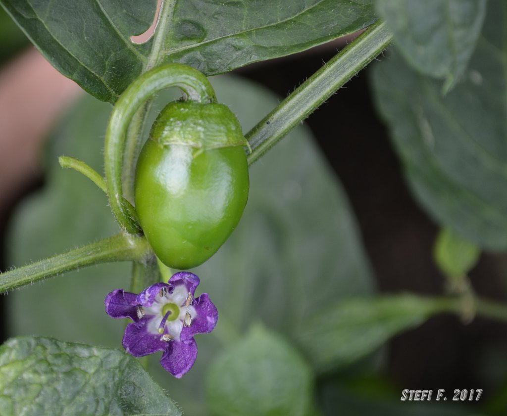 Rocoto Marlene