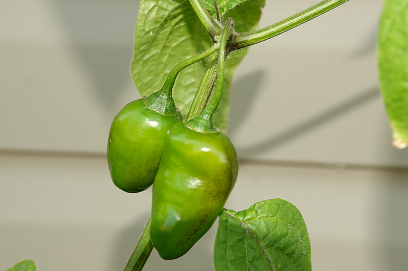 Rocoto Mini Red