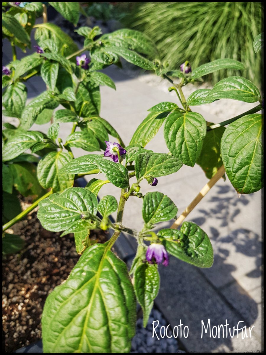 Rocoto Montufar - Blüten