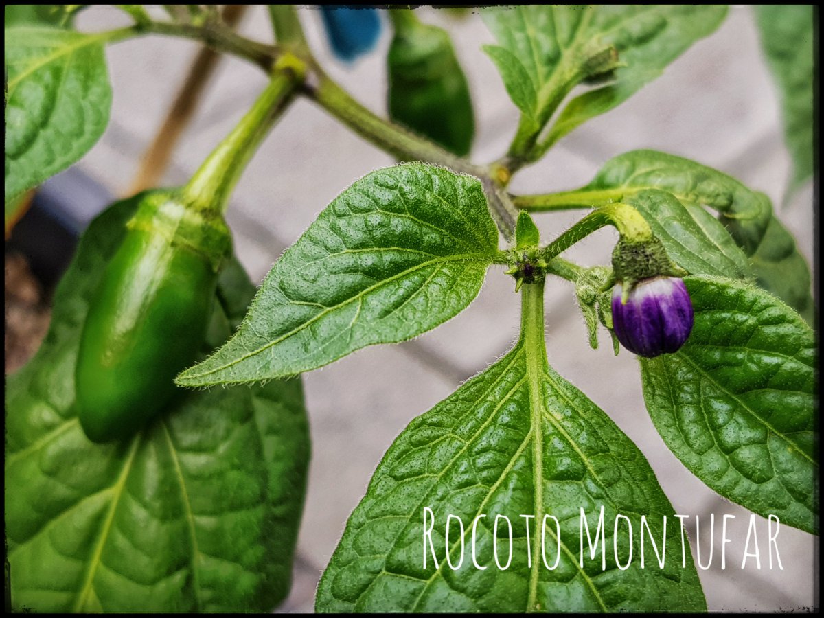 Rocoto Montufar