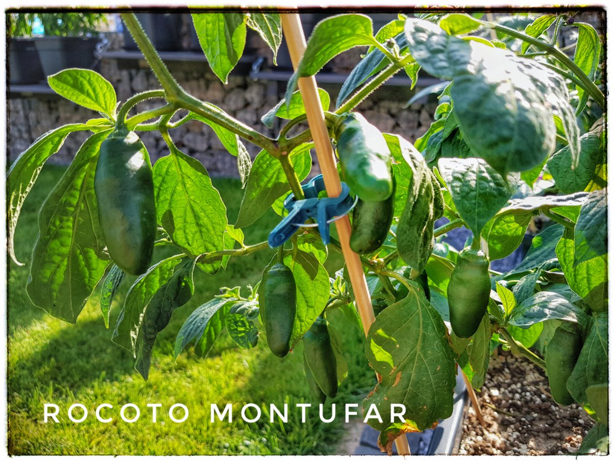 Rocoto Muntufar