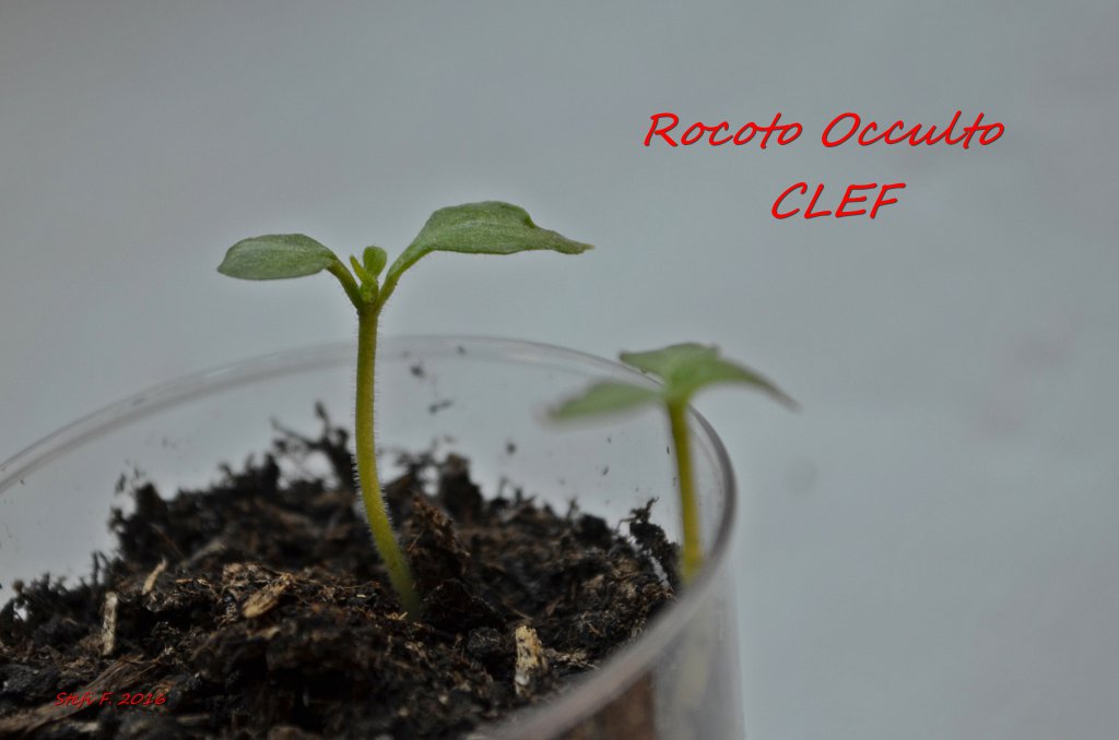 Rocoto Occulto CLEF