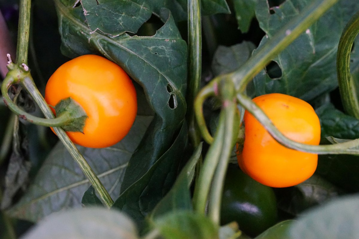 rocoto orange beeren.jpg