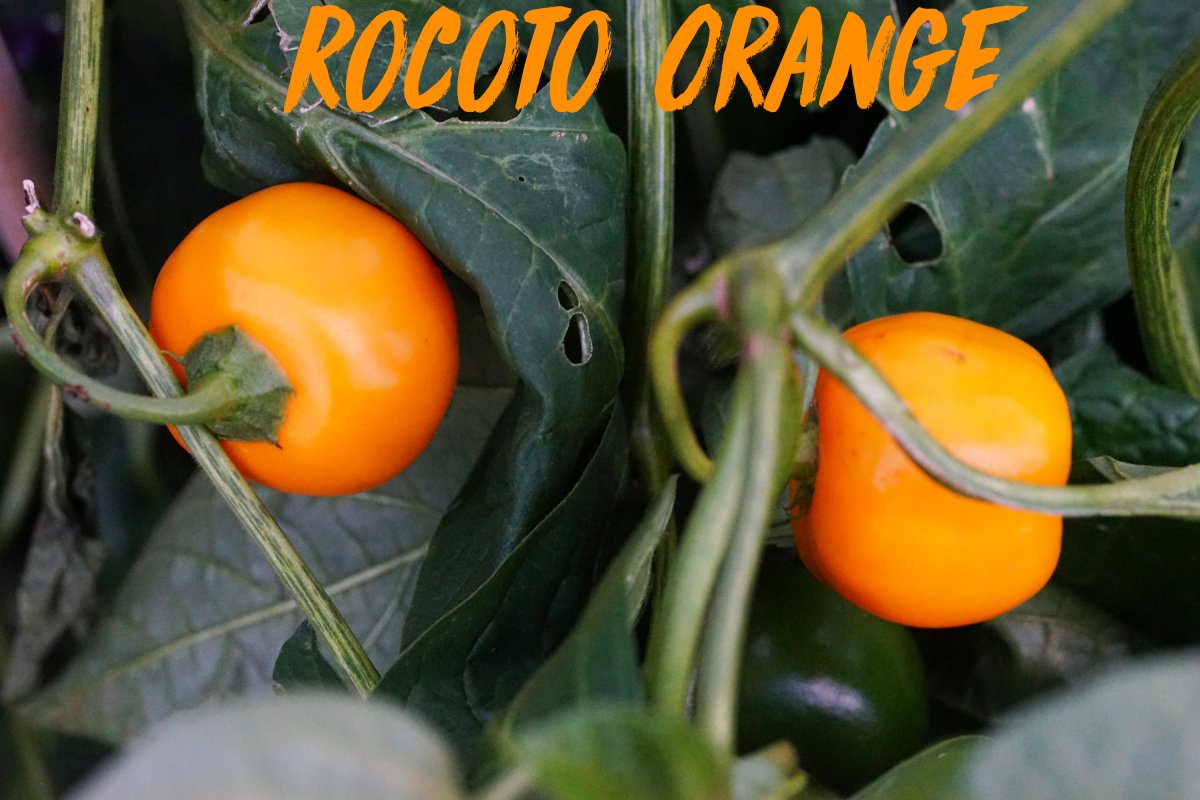 rocoto orange beeren.jpg