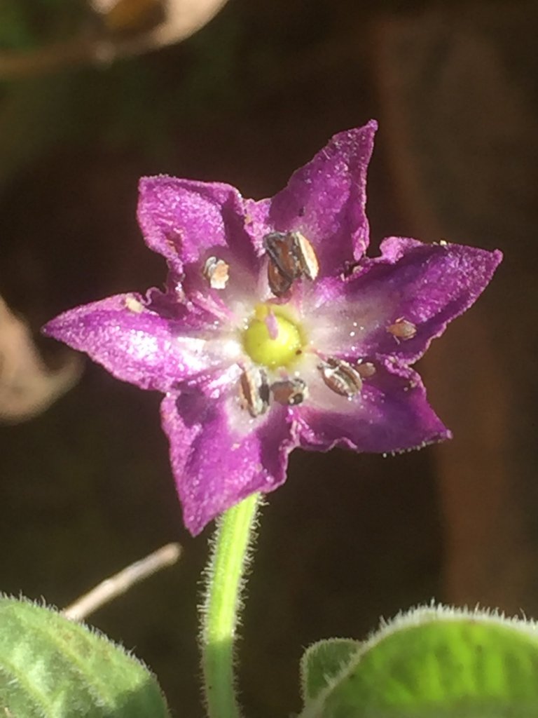 Rocoto Peru Laurel Blüte