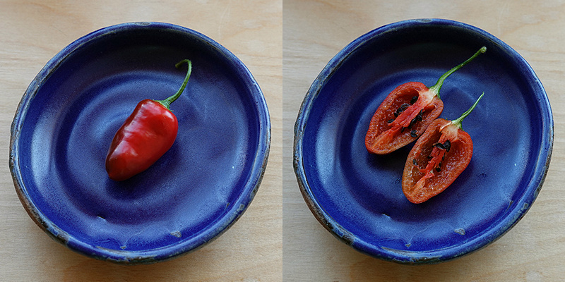 Rocoto Red Mini