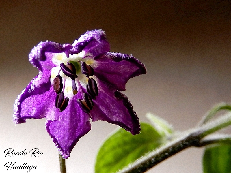 Rocoto Rio Huallaga