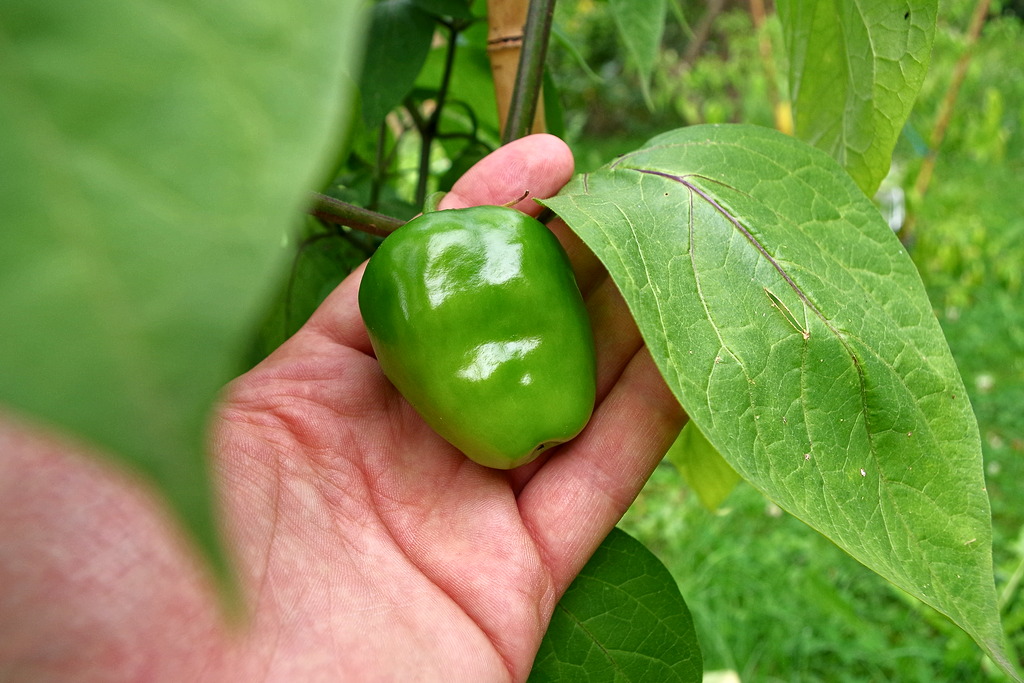 Rocoto Rote Riesen