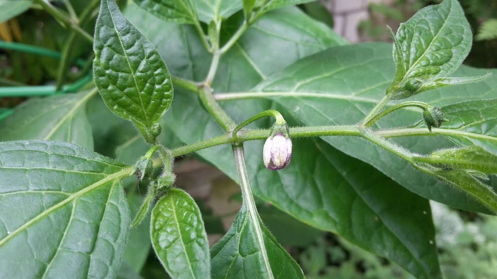 Rocoto San Isidro blüht (schon wieder)