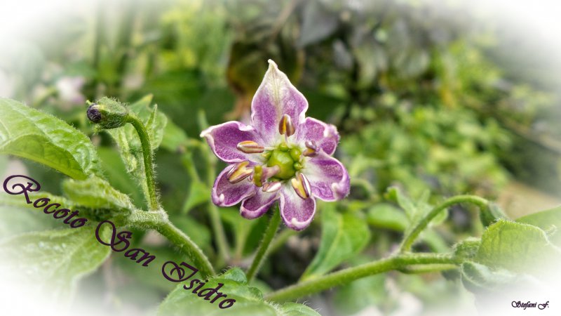 Rocoto San Isidro