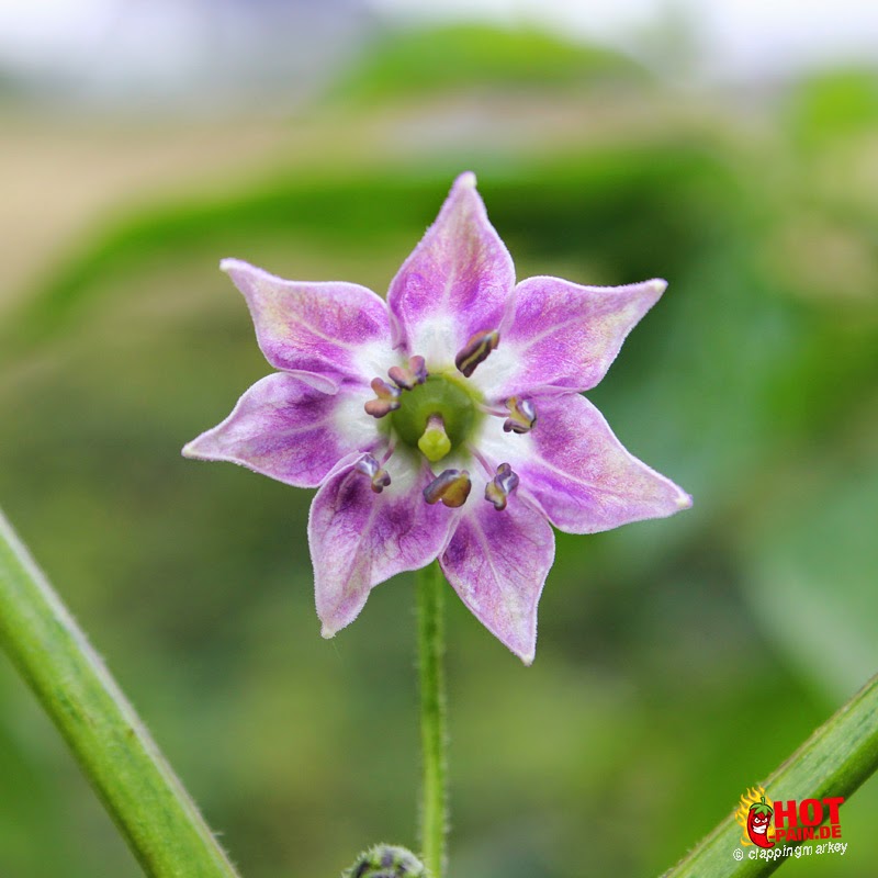 Rocoto-san-isidro_flower