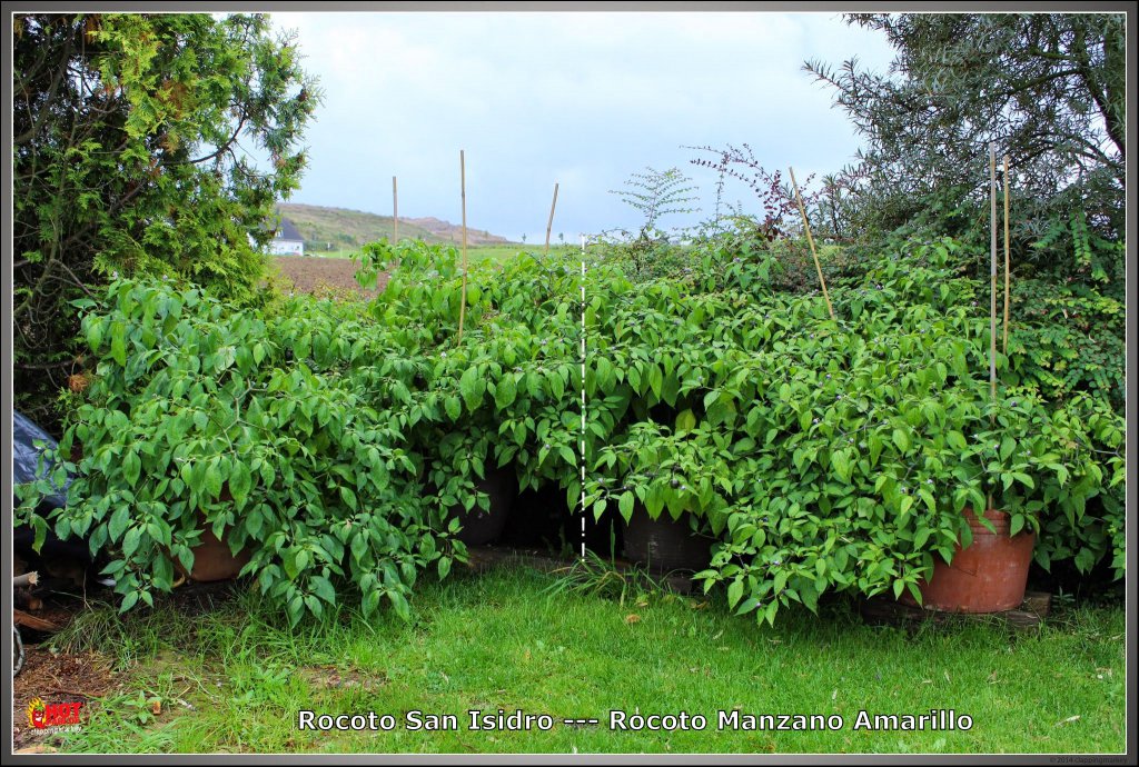 Rocoto-san-isidro_plant