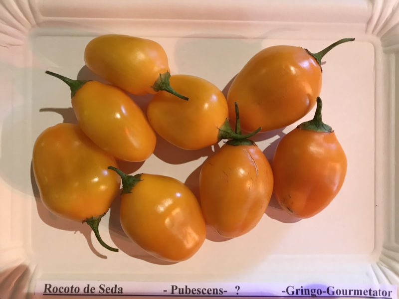 Rocoto_de_Seda