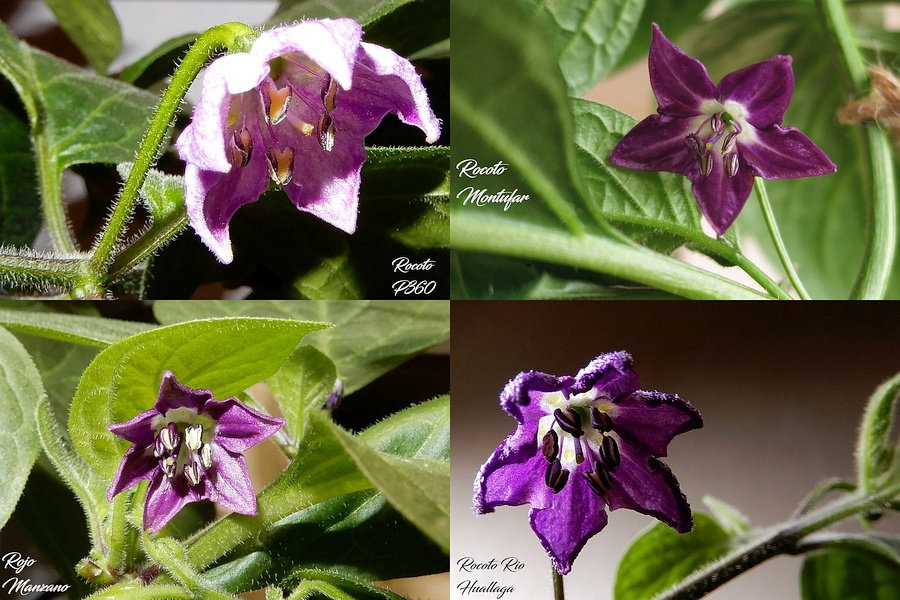 Rocoto_flowers