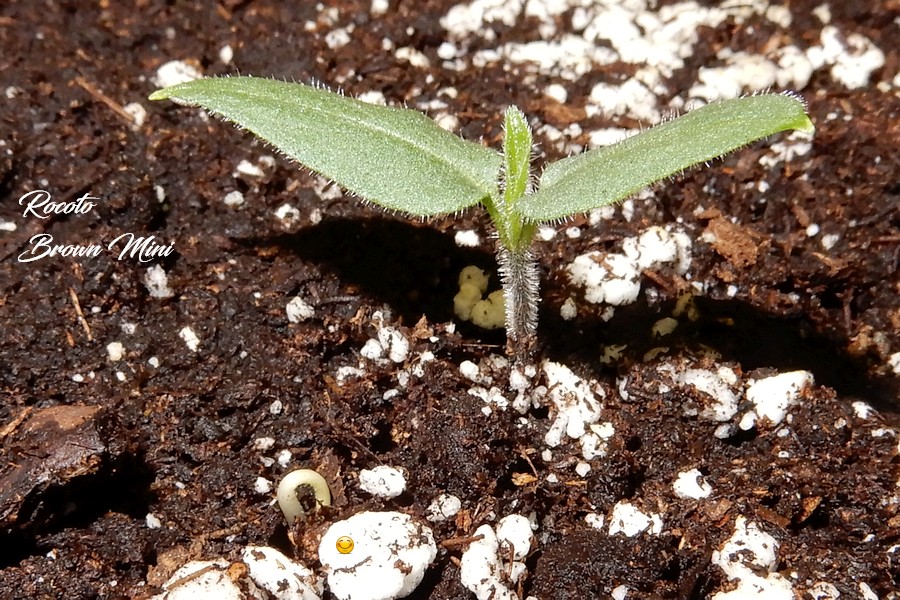 RocotoBrown_Mini25022017