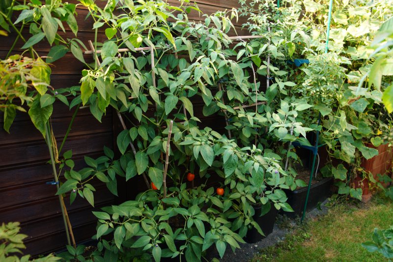 Rocotos