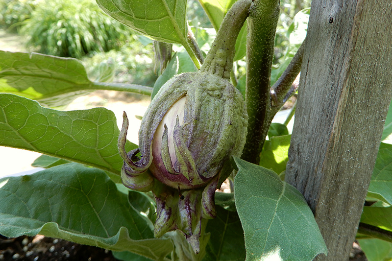 Rosa Bianca Aubergine