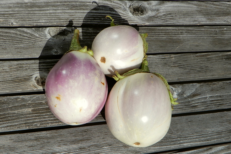 Rosa Bianca Aubergine