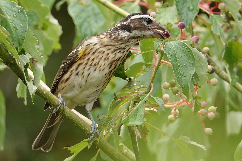 Rose-breasted grosbeak / Rosenbrust-Kernknacker