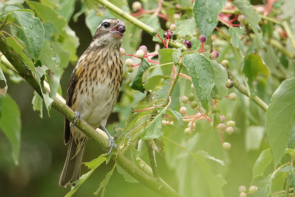 Rose-breasted grosbeak / Rosenbrust-Kernknacker