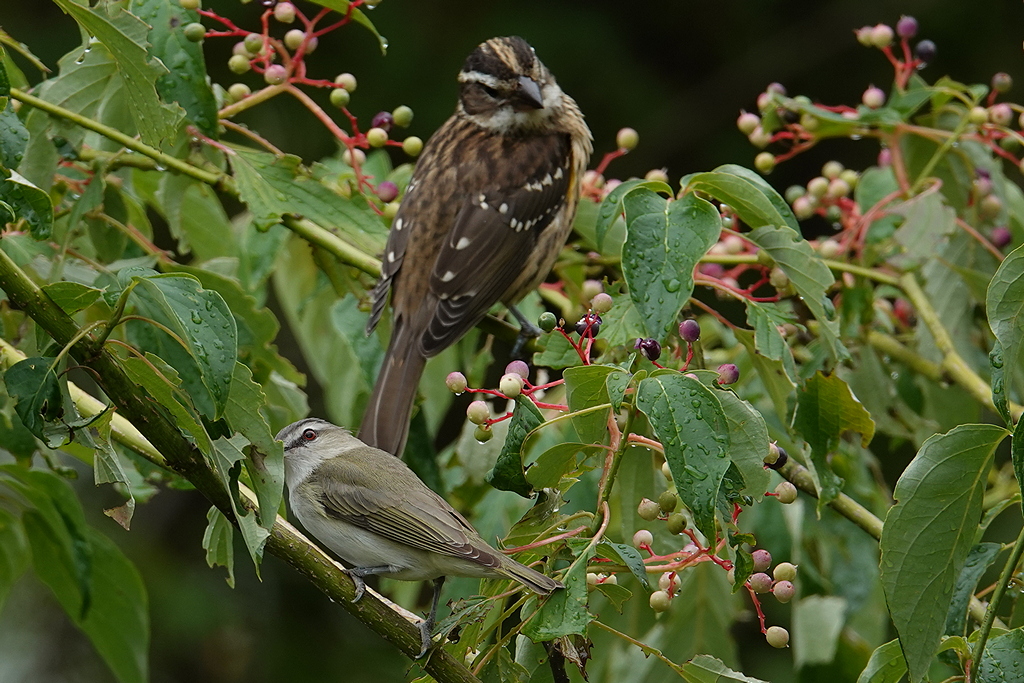 Rose-breasted grosbeak / Rosenbrust-Kernknacker