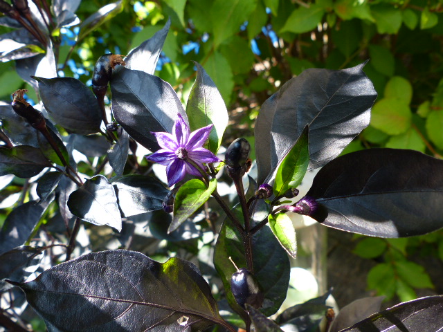 Royal Black Blüte und Fruchtansätze