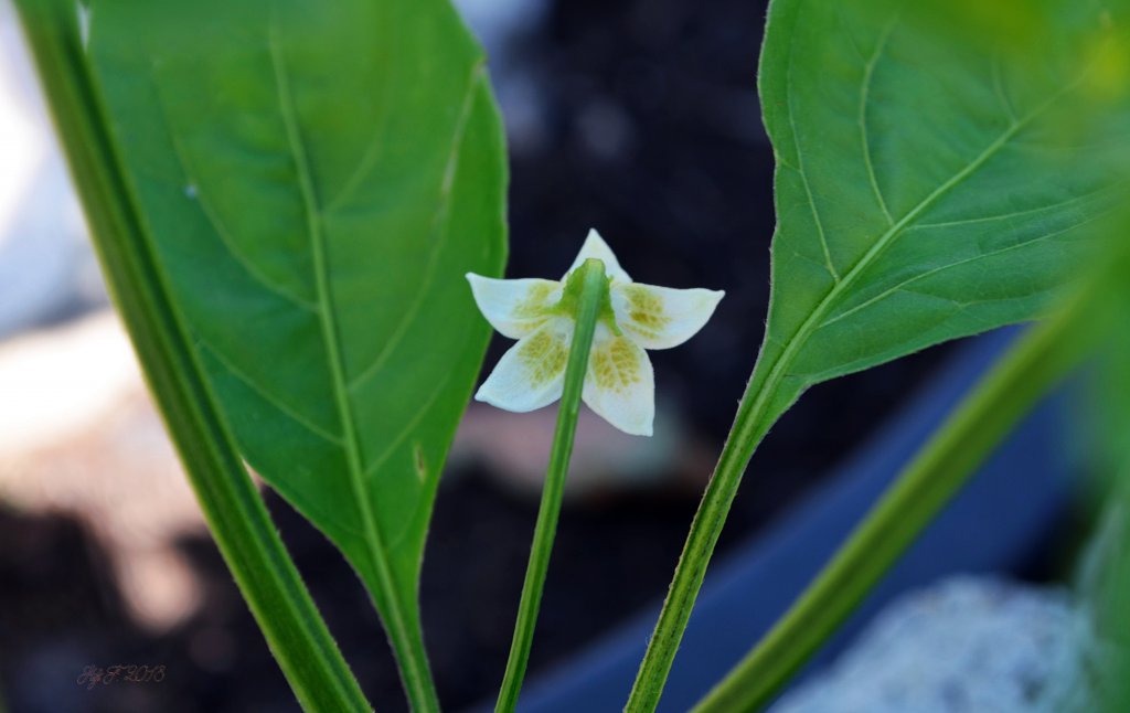 Rückseite Blüte