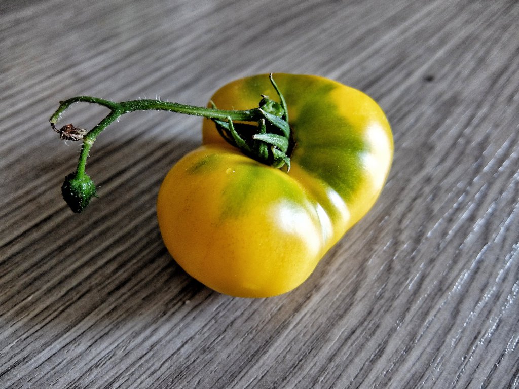 Rumpelstiltskin Tomate