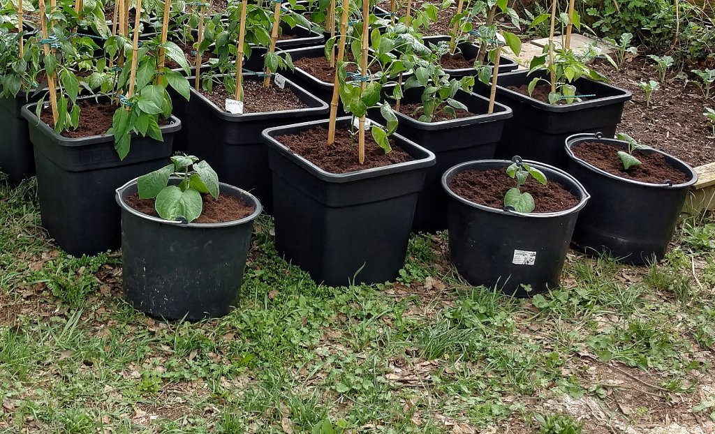 (rund) Physalis in 20l