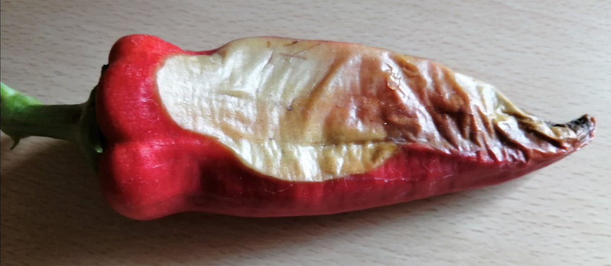 Russische Paprika mit Sonnenbrand