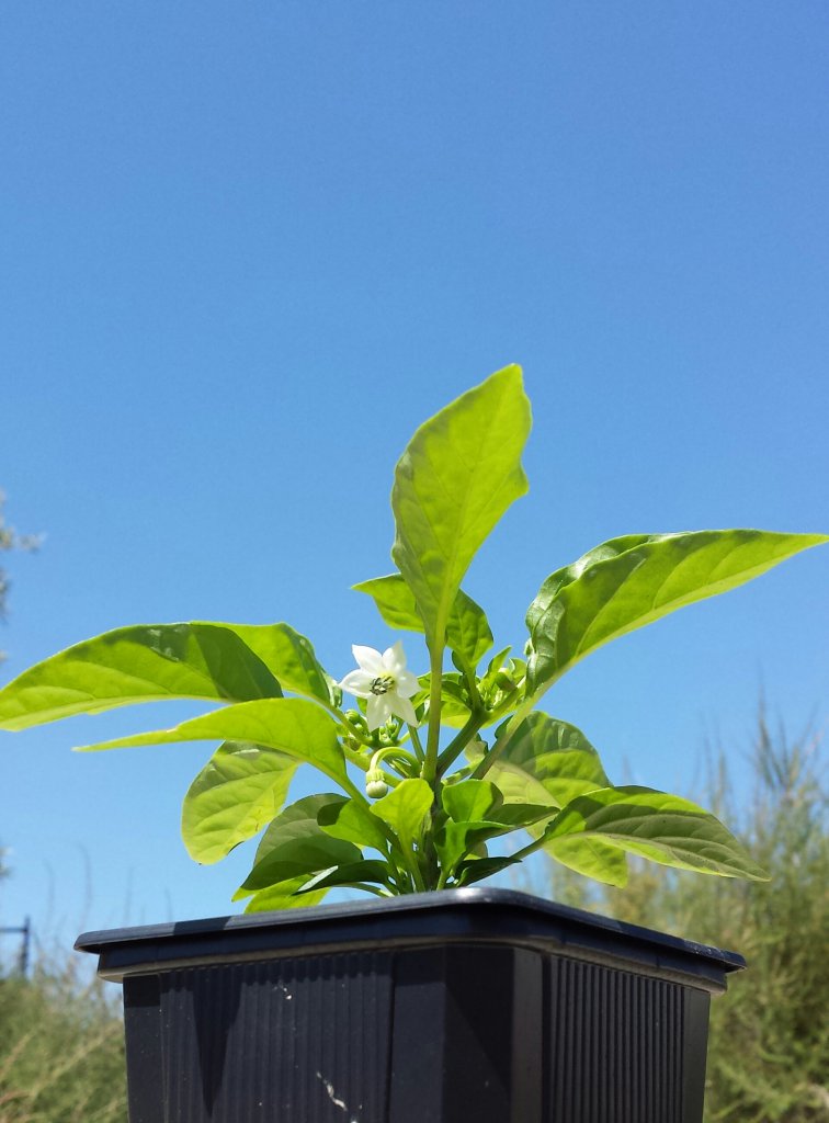 Salsa Orange Blüte