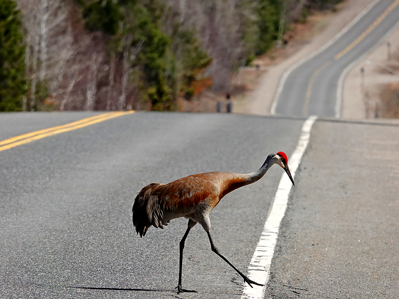 Sandhill Crane / Kanadakranich