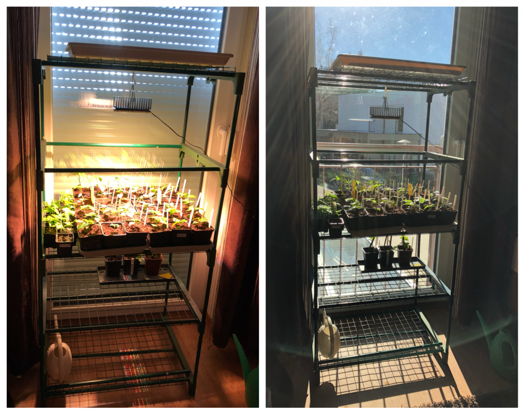 Sanlight vs Sunlight