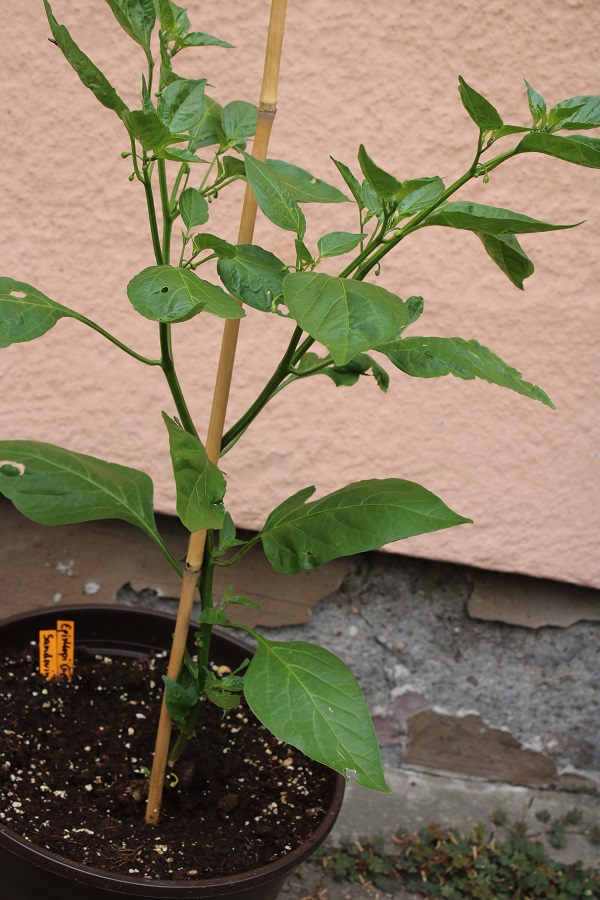 Santorini Episkopi Gonia