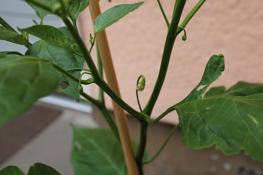 Santorini Episkopi Gonia