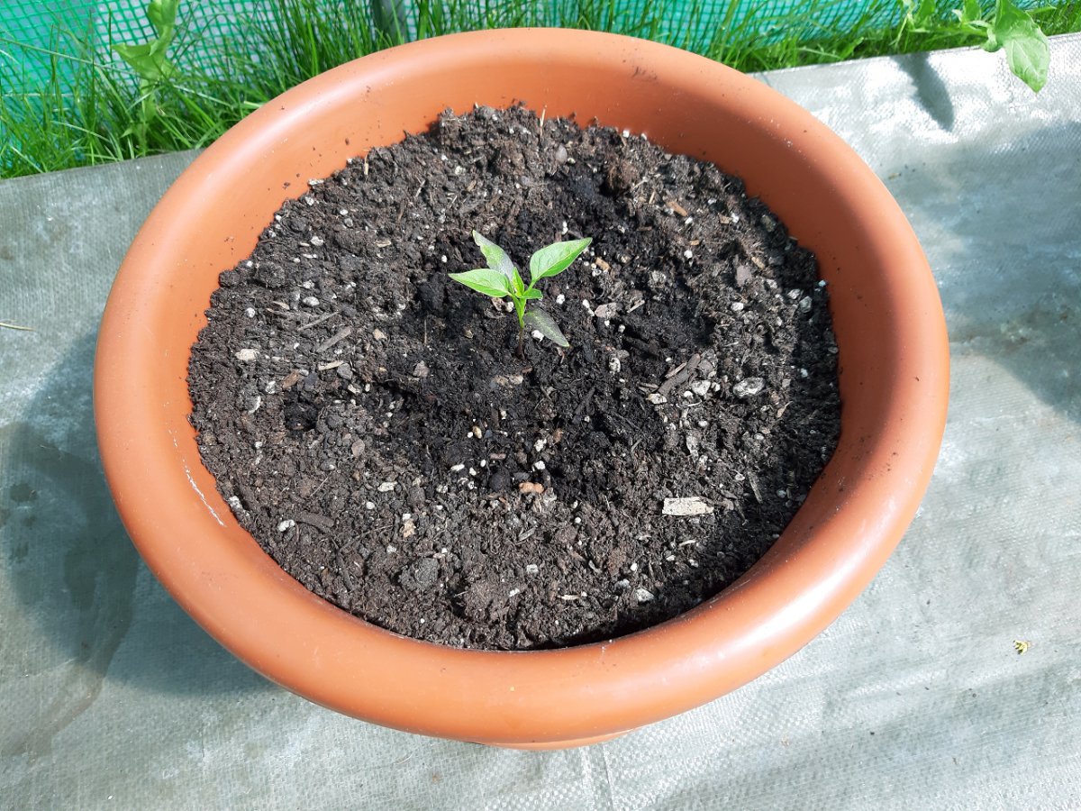 Scharfe Paprika 28.5.