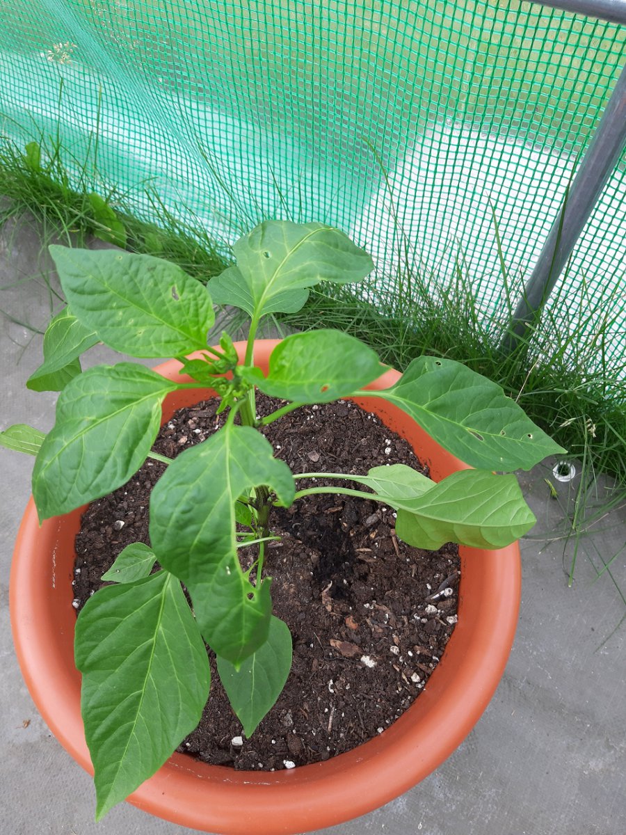 Scharfe Paprika 9.7.